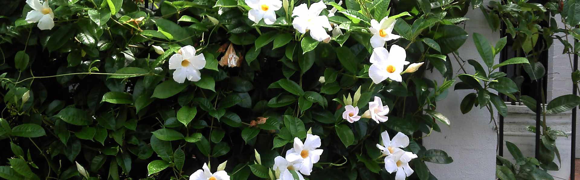 Horticultural Tradesman